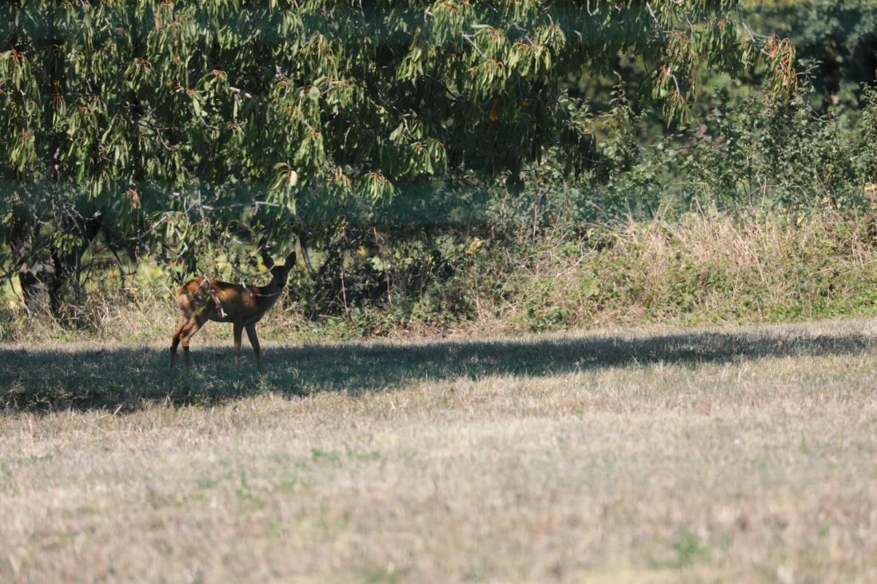 Gite Montgolfière 6 Personnes Châtellerault Esterno foto